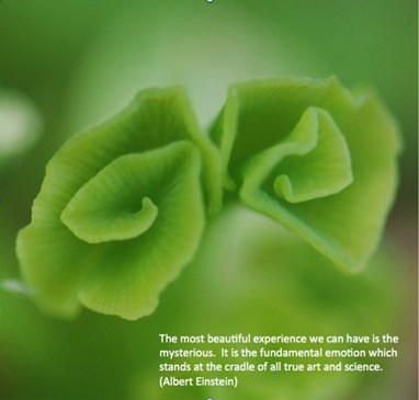 Ginkgo Quote