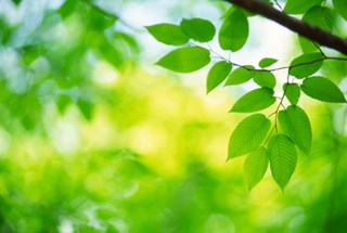 Kansziener en Kansvoeler / Photo iStock