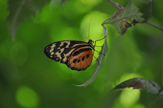 butterfly-176884