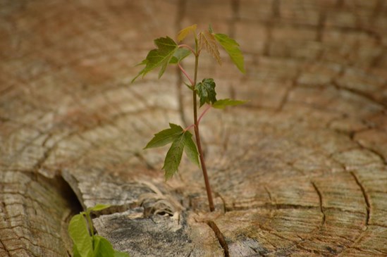 growth-615750_1280