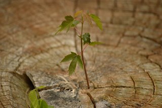 growth-615750_1280