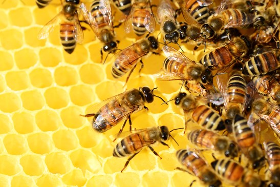 honey-bees-326337