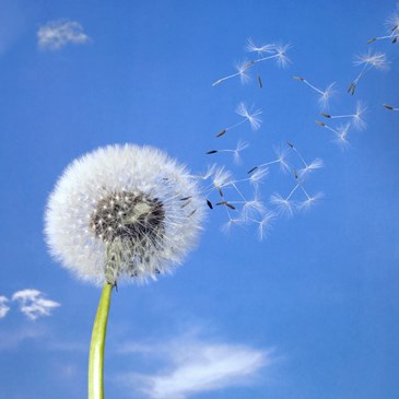 iStock_000003412503-Seeds-Flying